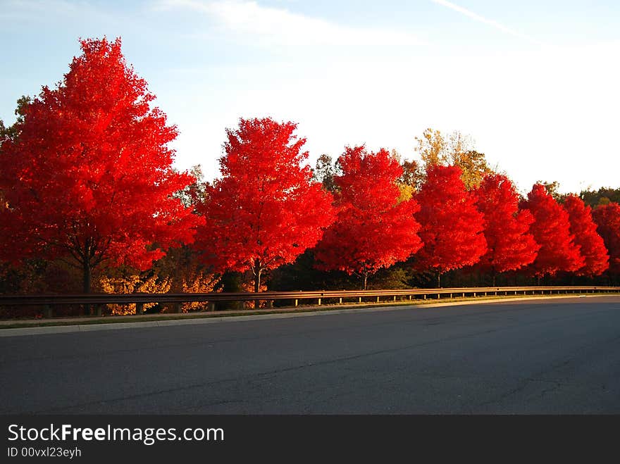 Autumn Canvas