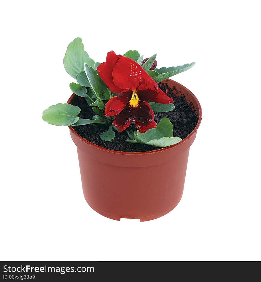 Blooming garden violet  with red flower in pot isolated on white. Blooming garden violet  with red flower in pot isolated on white