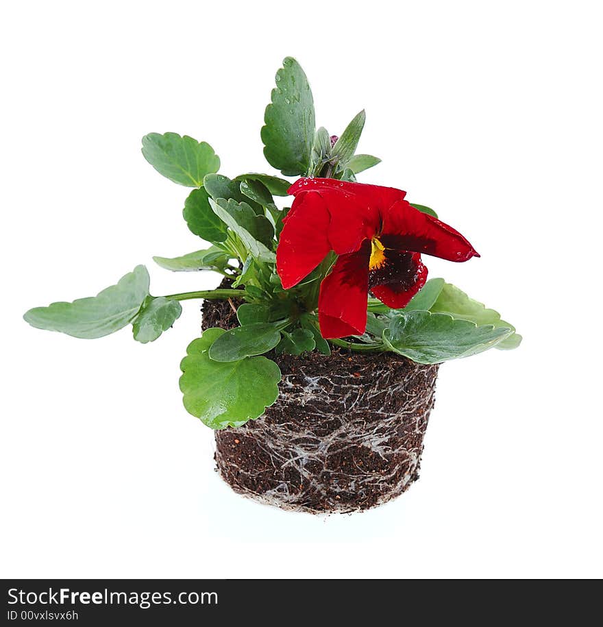 Blooming garden violet with red flower in clod isolated on white. Blooming garden violet with red flower in clod isolated on white