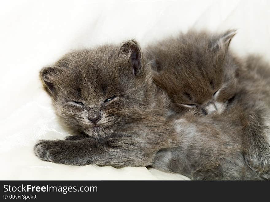 Two nice grey kittens