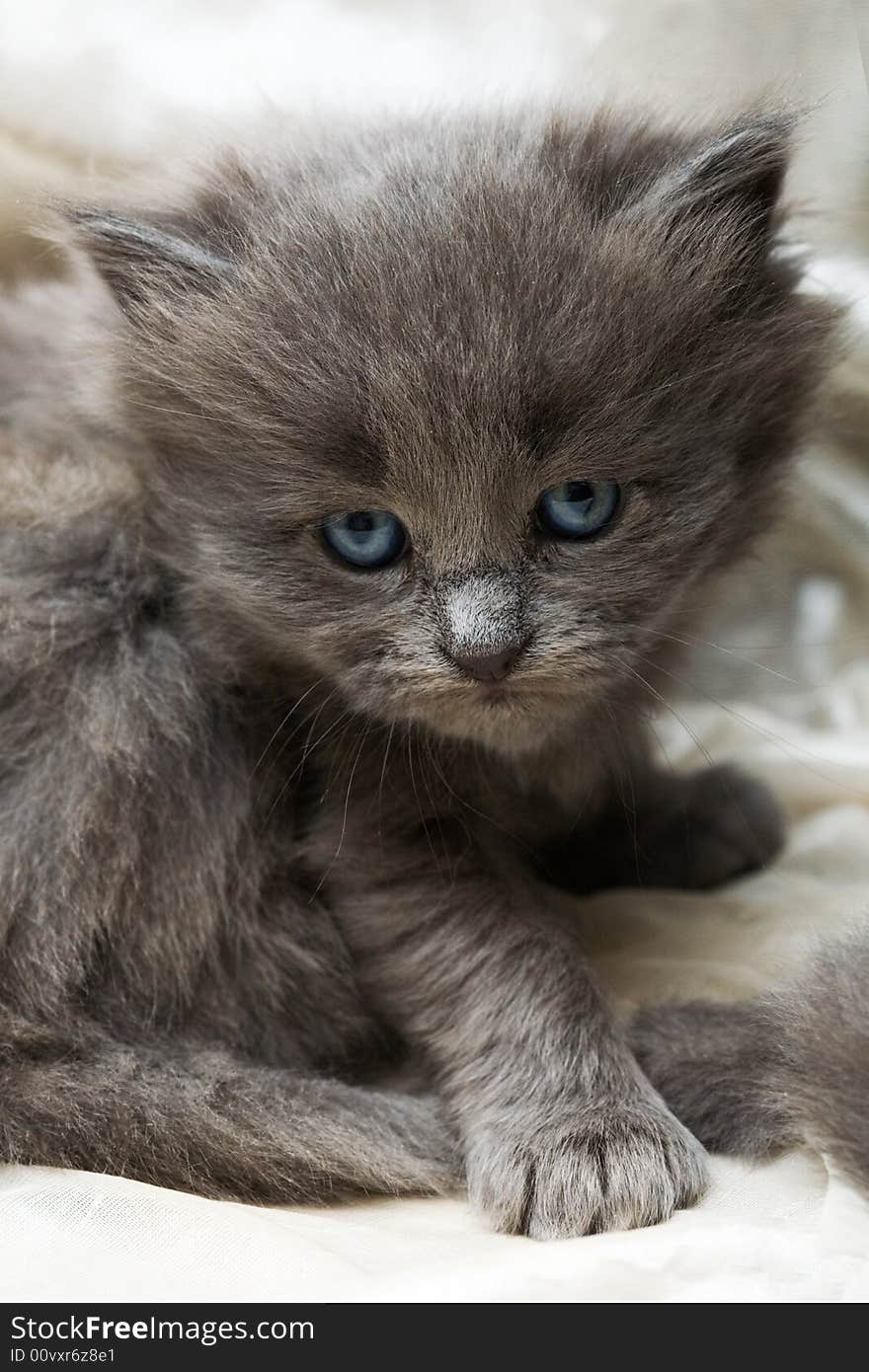 Angry Grey Kitten