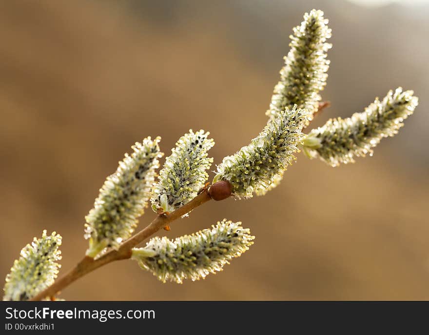 Pussy-willow branch