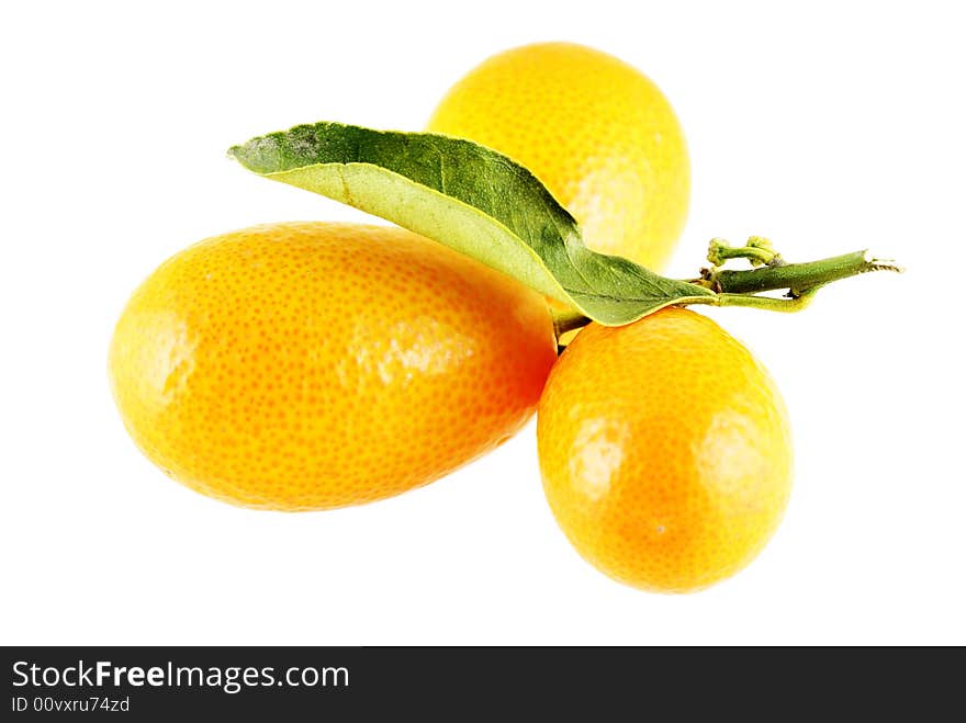 Tree ripe kumquats