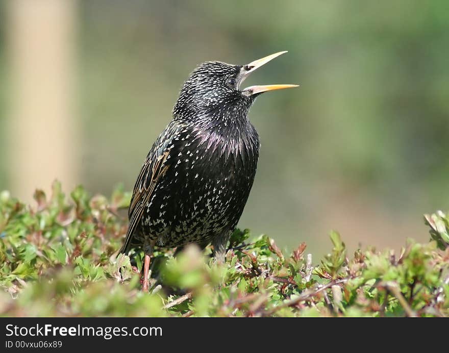 A starling perched on a hedge.