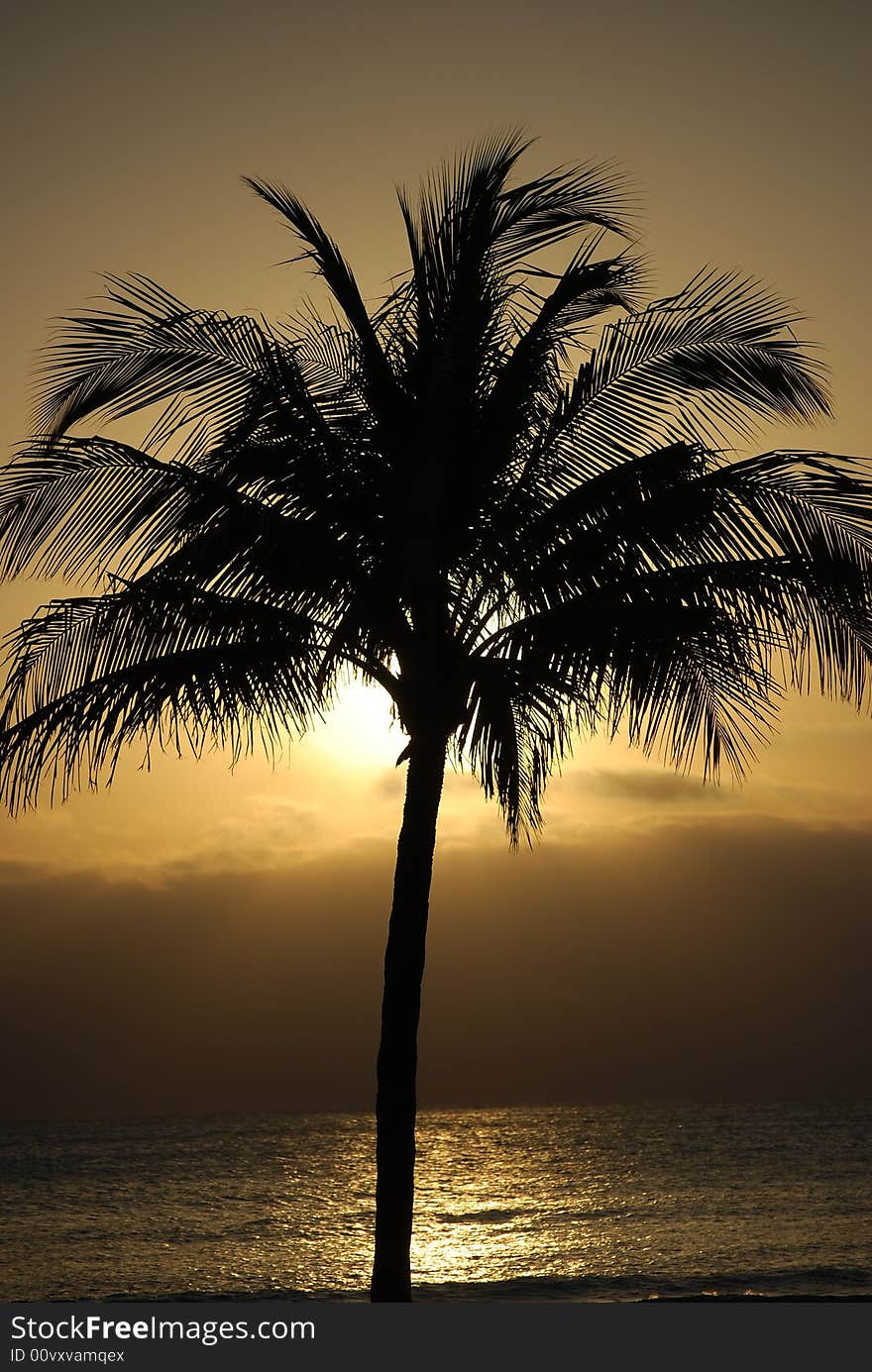 Sunrise on the beach in Fort Lauderdale, Florida with a palm tree highlighted. Sunrise on the beach in Fort Lauderdale, Florida with a palm tree highlighted.