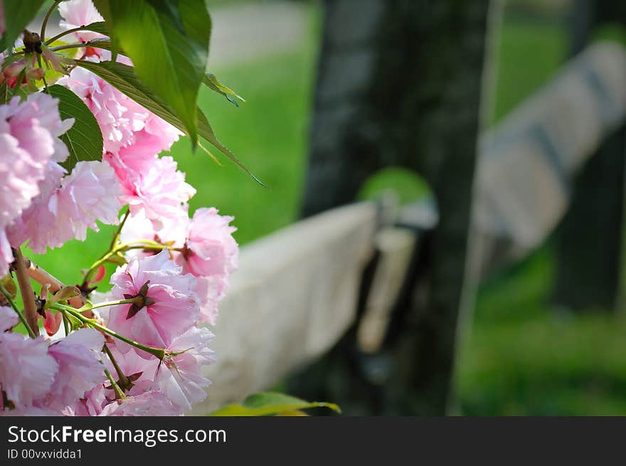 A closeup view of fresh cherry blossoms on a branch overhanging a wood rail fence.  Light rendered in Photoshop. A closeup view of fresh cherry blossoms on a branch overhanging a wood rail fence.  Light rendered in Photoshop.