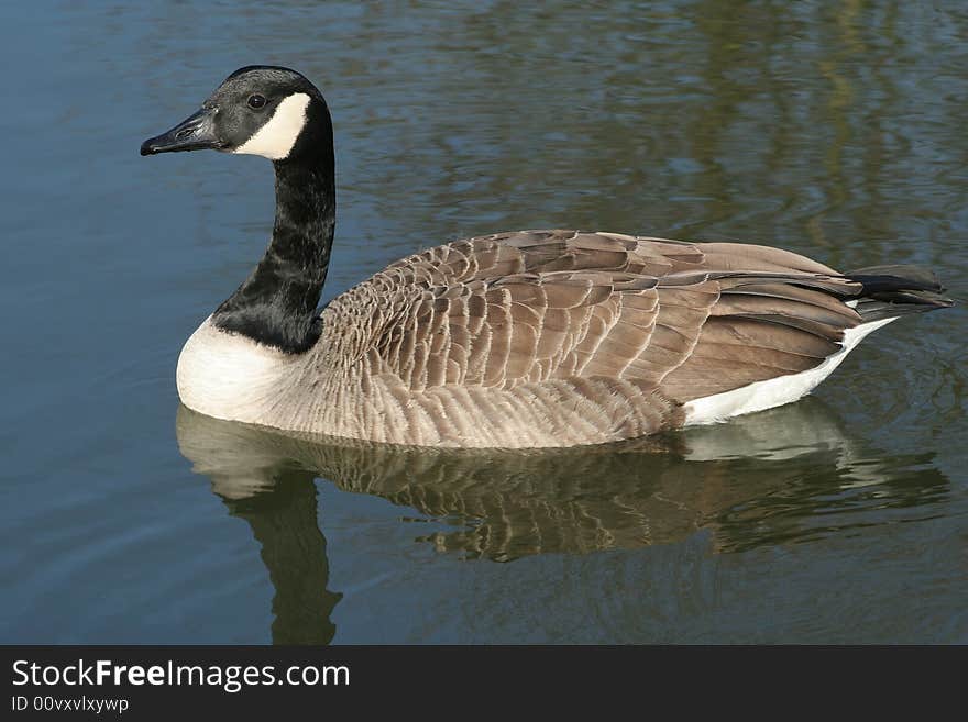 Canada Goose