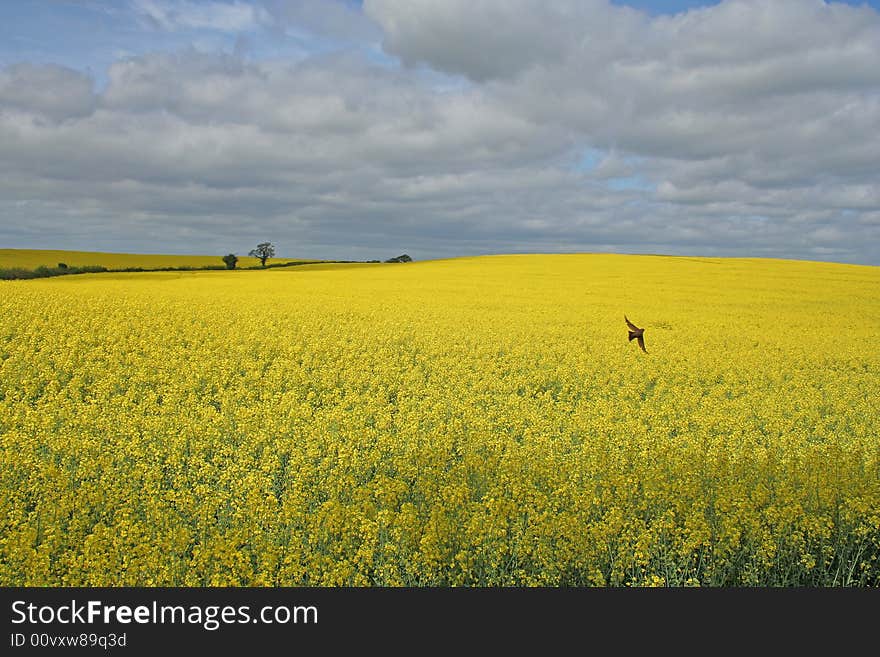 Yellow Field