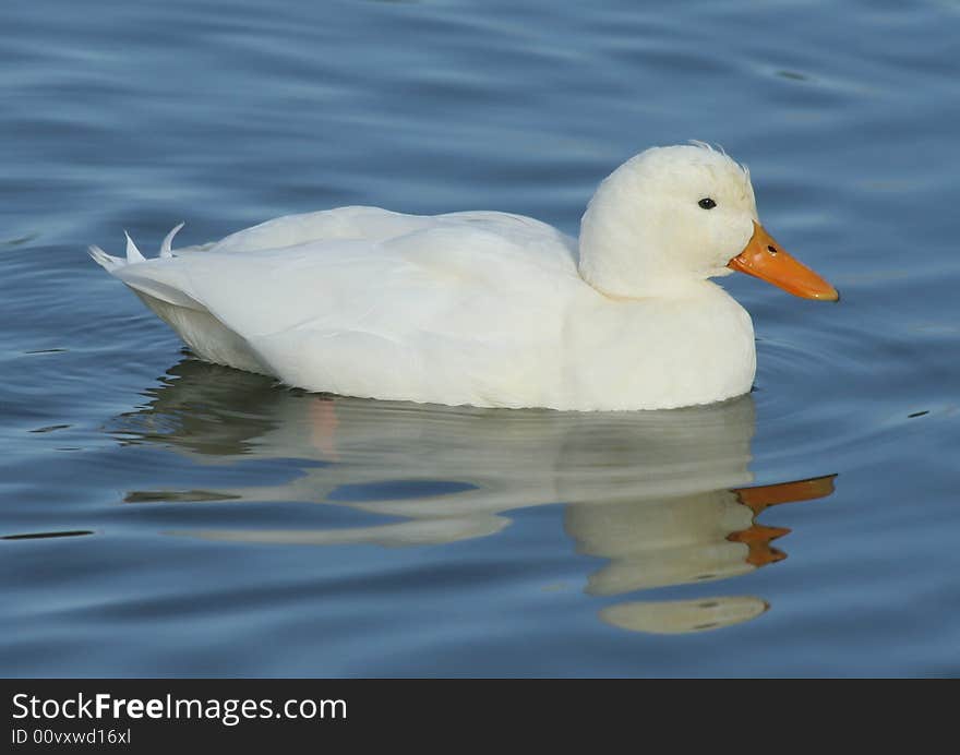 White Duck