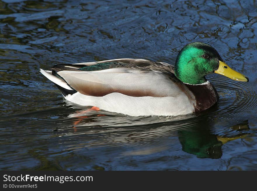 Mallard