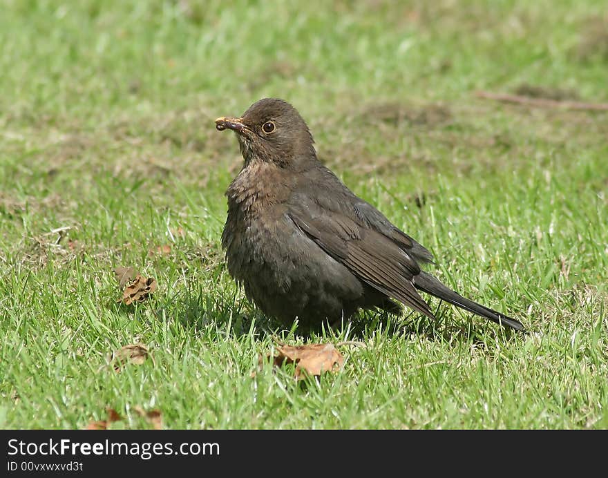 Thrush