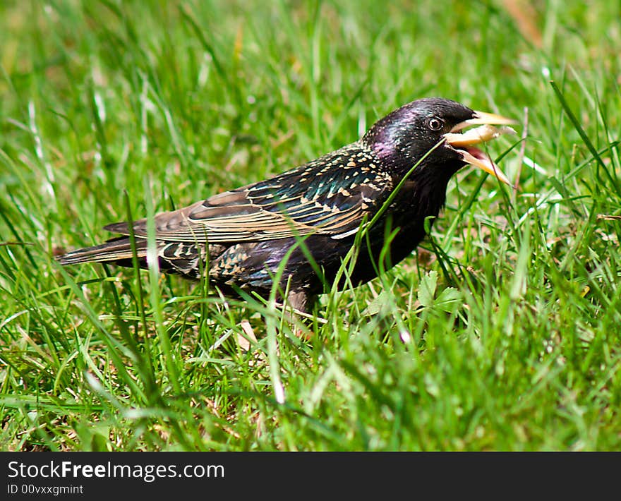 Wild starling on grass in forest, on nature background