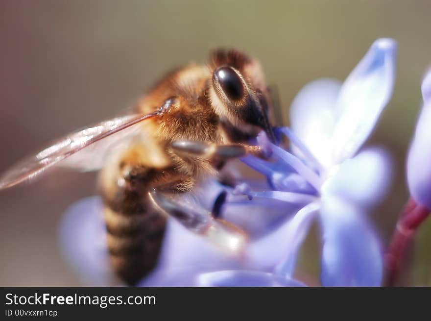 Extreme close-up of a bee on a flower