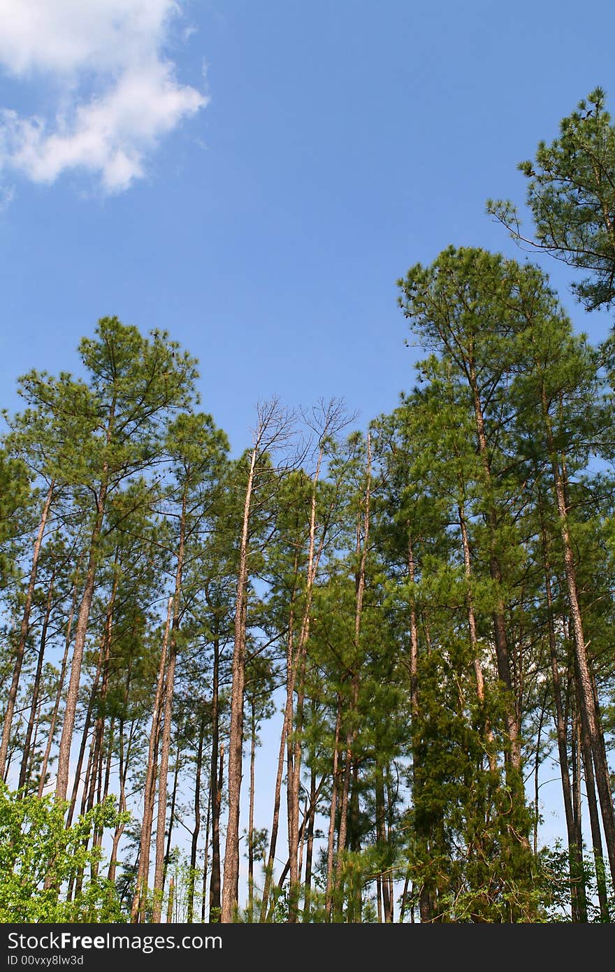 Green trees