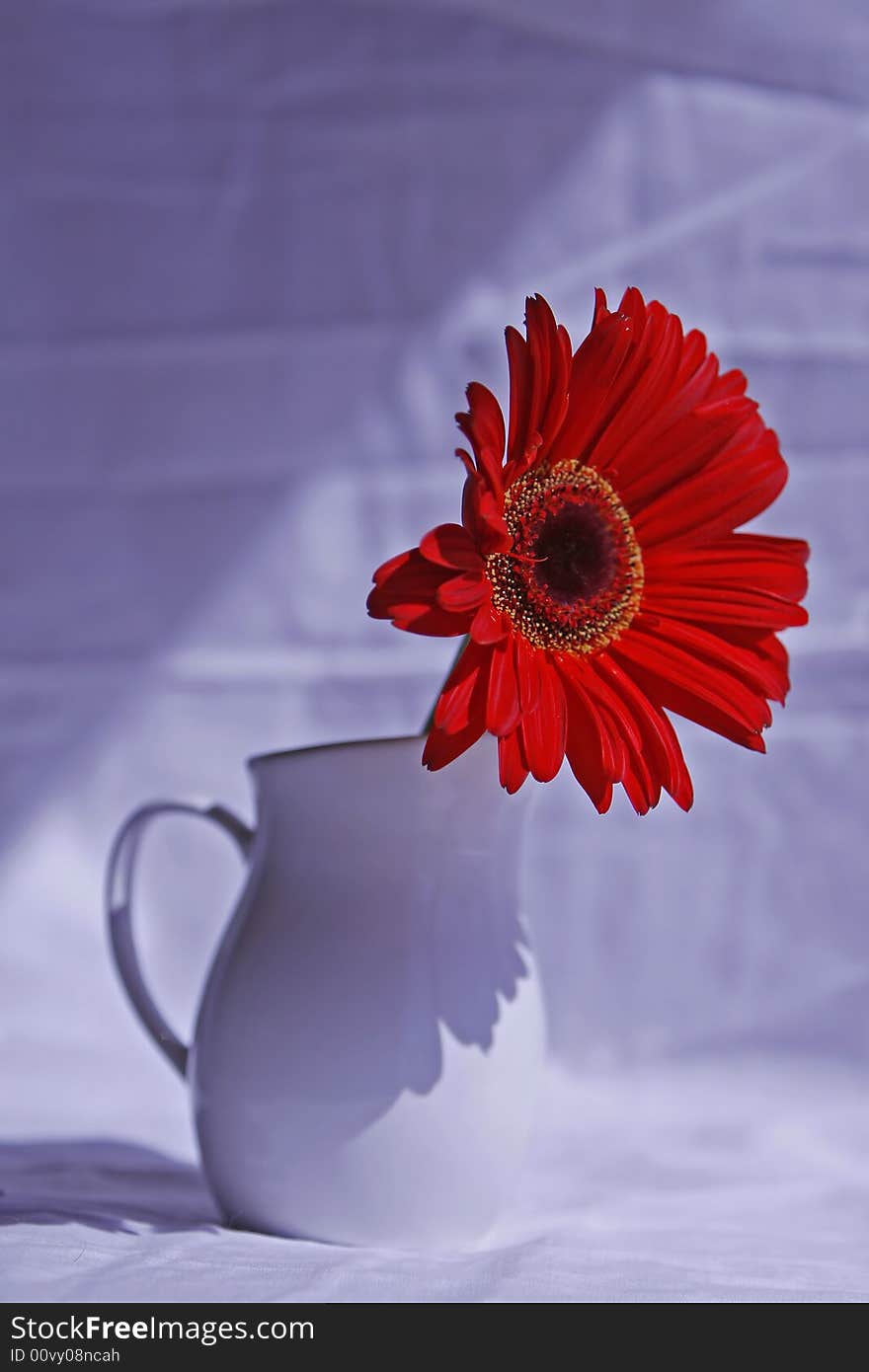 Red Gerber Daisy in a white vase. Red Gerber Daisy in a white vase