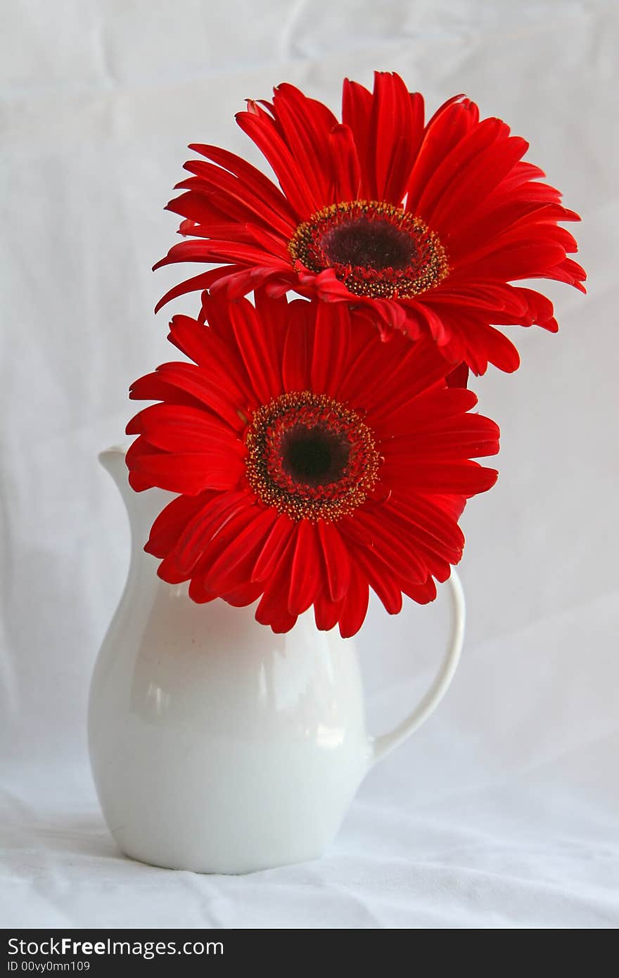 Red Gerber Daisy in a white vase. Red Gerber Daisy in a white vase