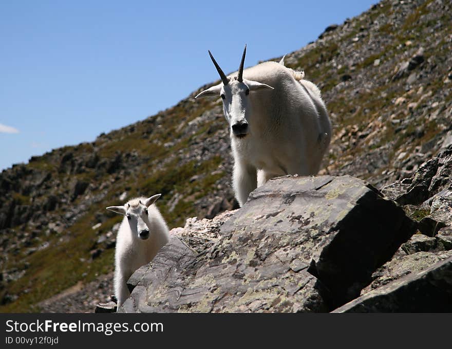 Goats on Quandary