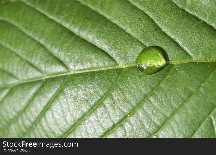 A macro of water on green leaf. A macro of water on green leaf