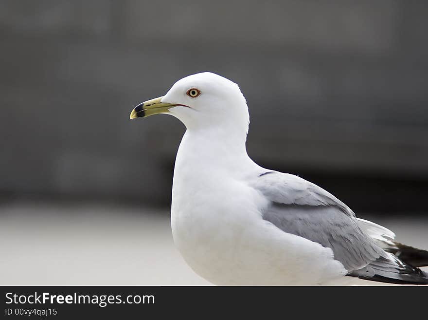 Seagull