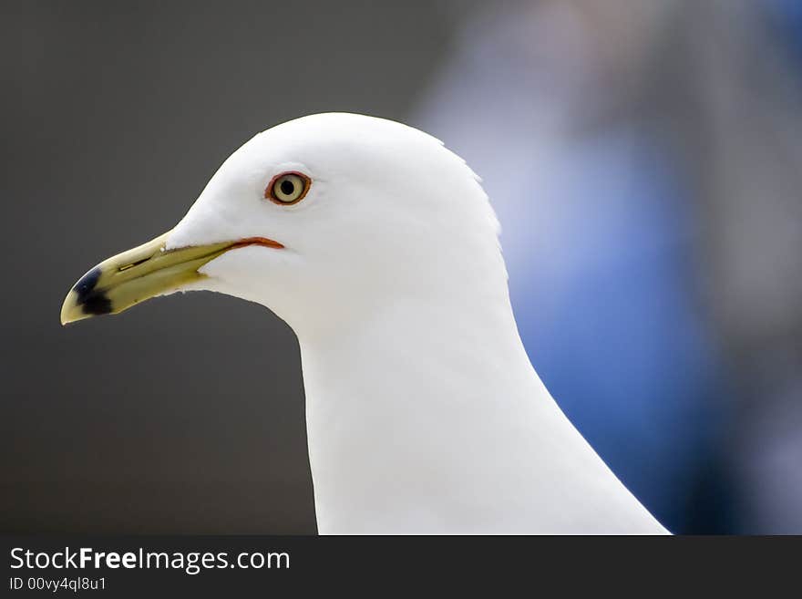 Seagull