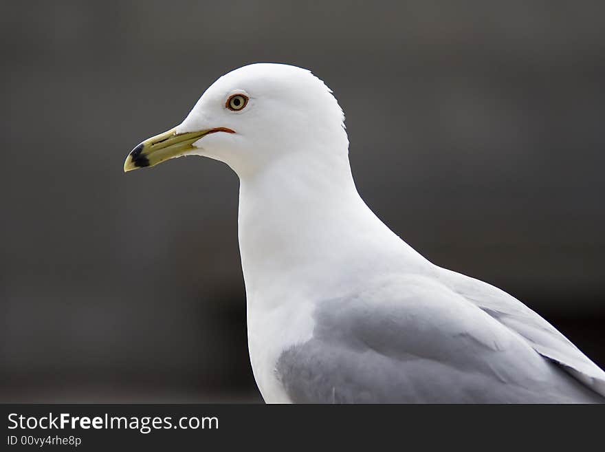 Seagull 3