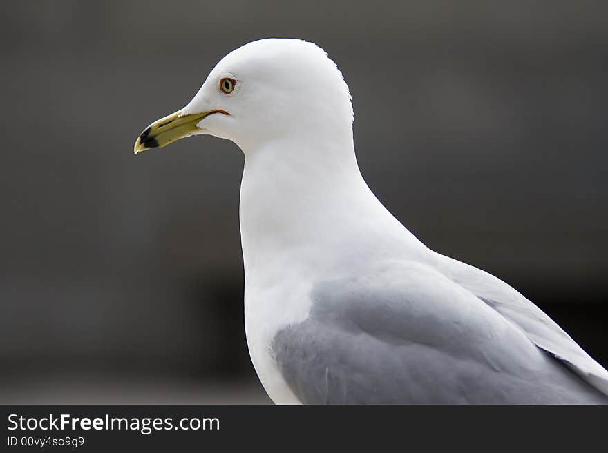 Seagull