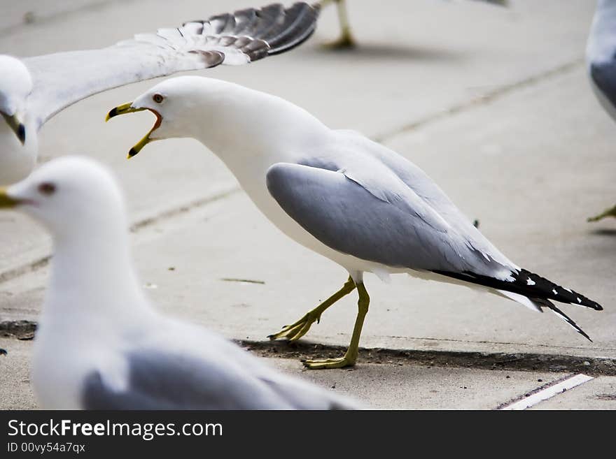 Seagulls jumping and flying at the street of Toronto. Seagulls jumping and flying at the street of Toronto