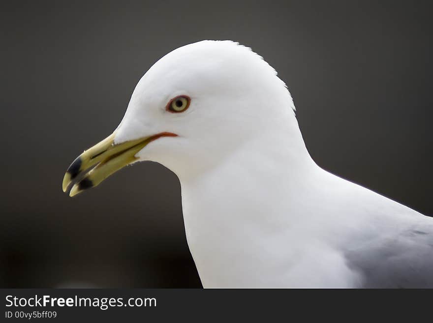 Seagull