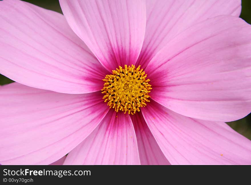 Flower in my garden close up. Flower in my garden close up