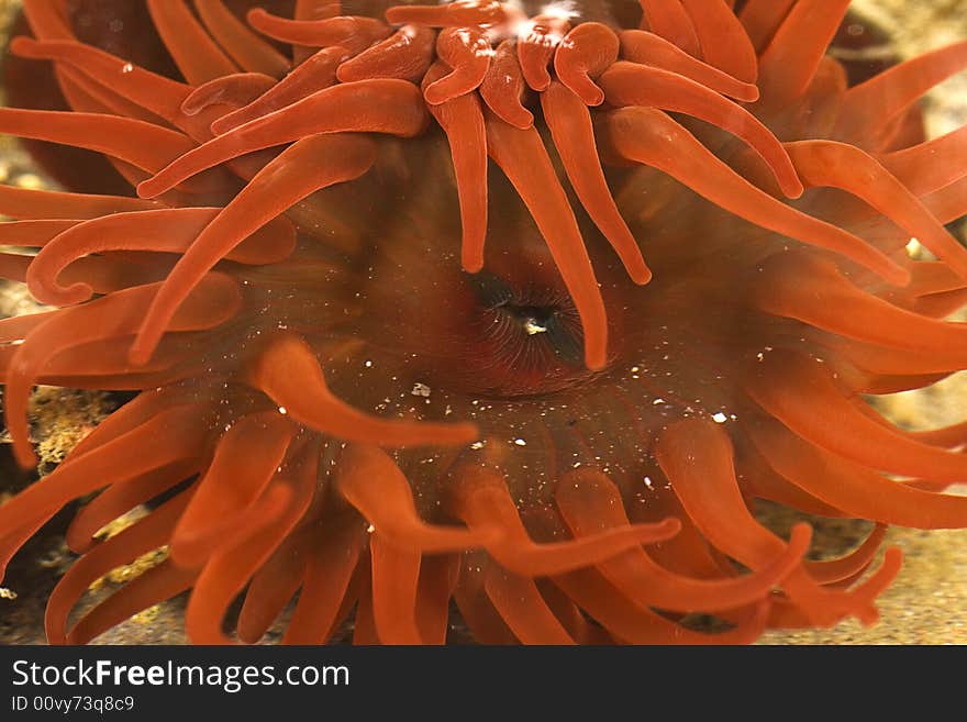 A close-up macro photograph of a red beadlet anemone in British coastal rock pool. A close-up macro photograph of a red beadlet anemone in British coastal rock pool