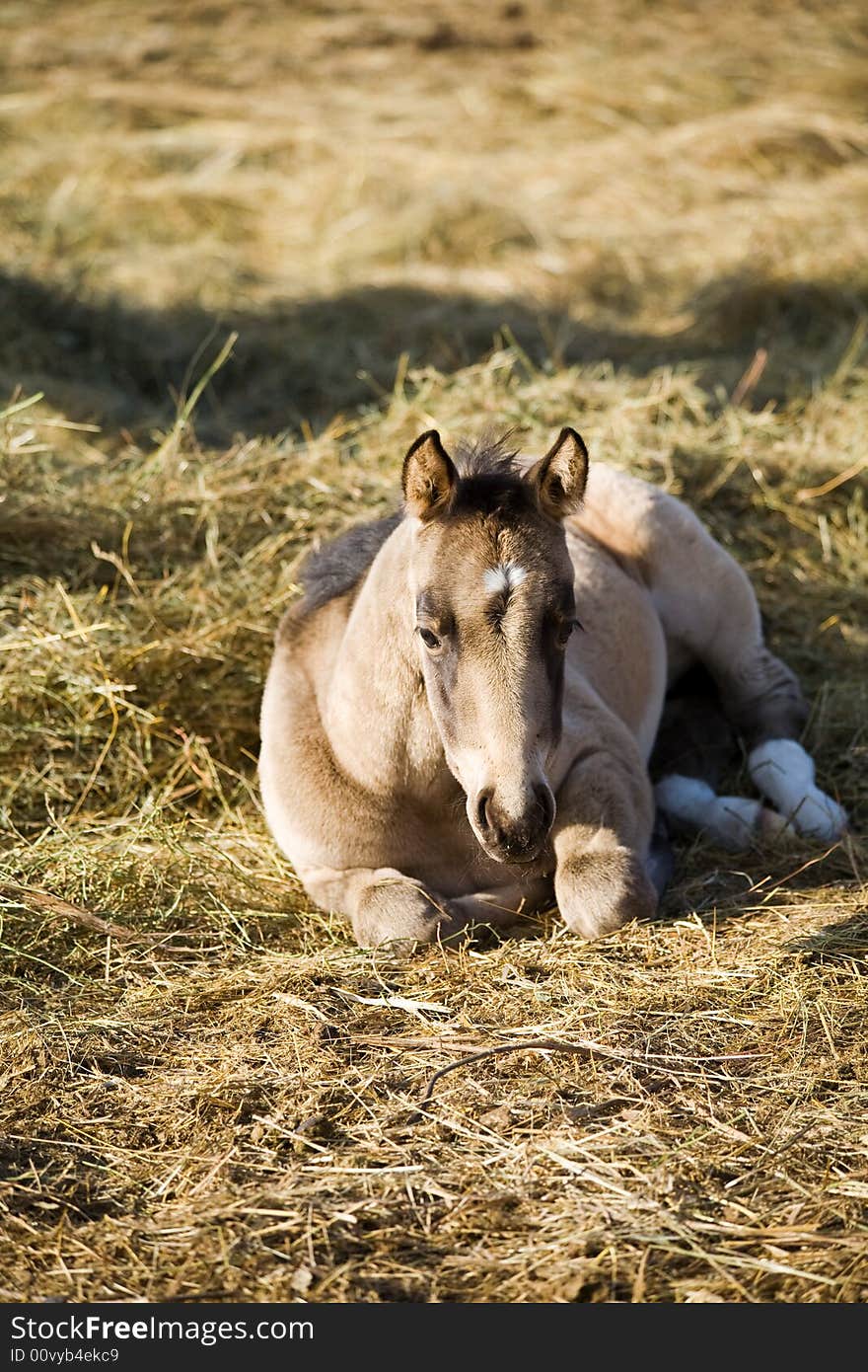 Quarter horse filly