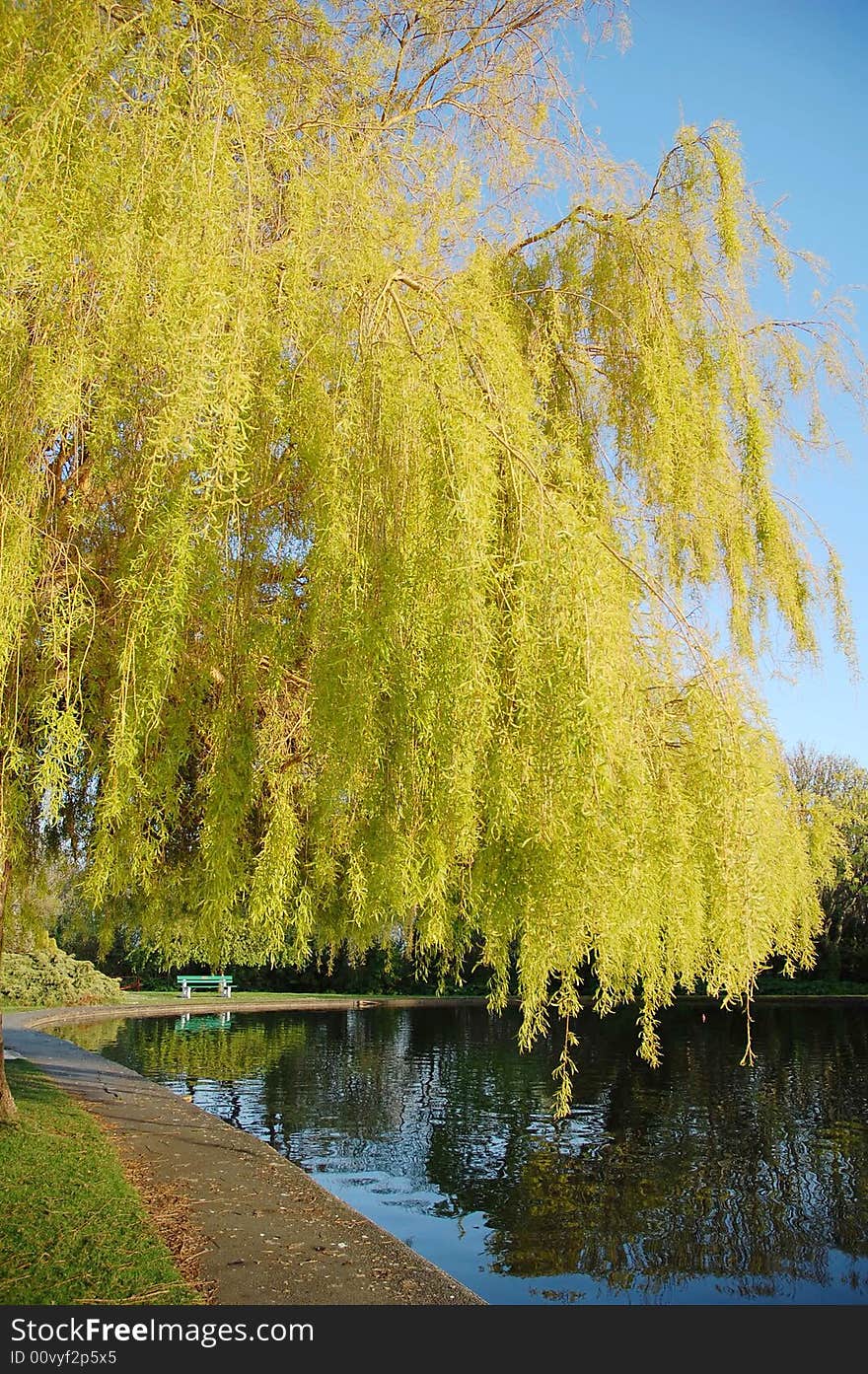 A lakeside Willow in bacon hill park in victoria, vancouver island