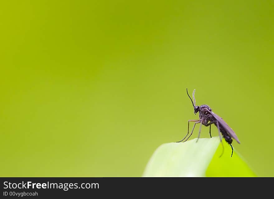 A big black bug resting on a blade of grass with an even green background