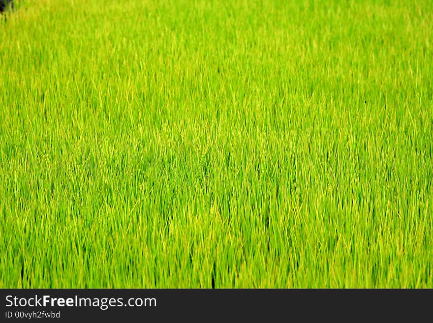 A background of green rice paddy field. A background of green rice paddy field