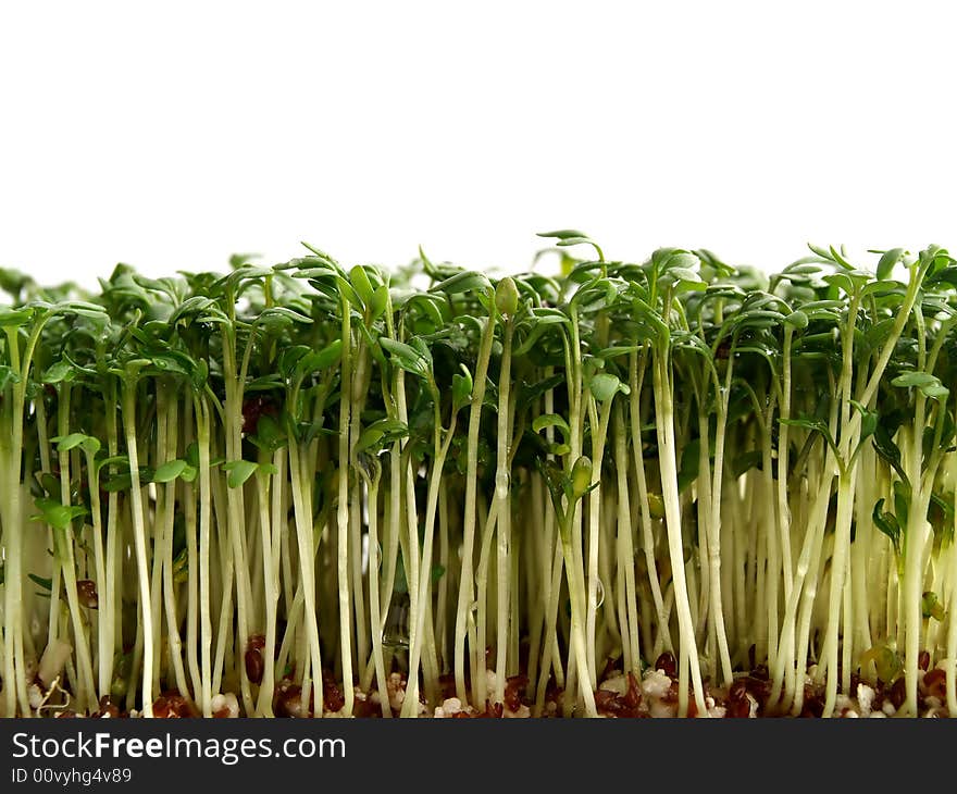 Fresh cress