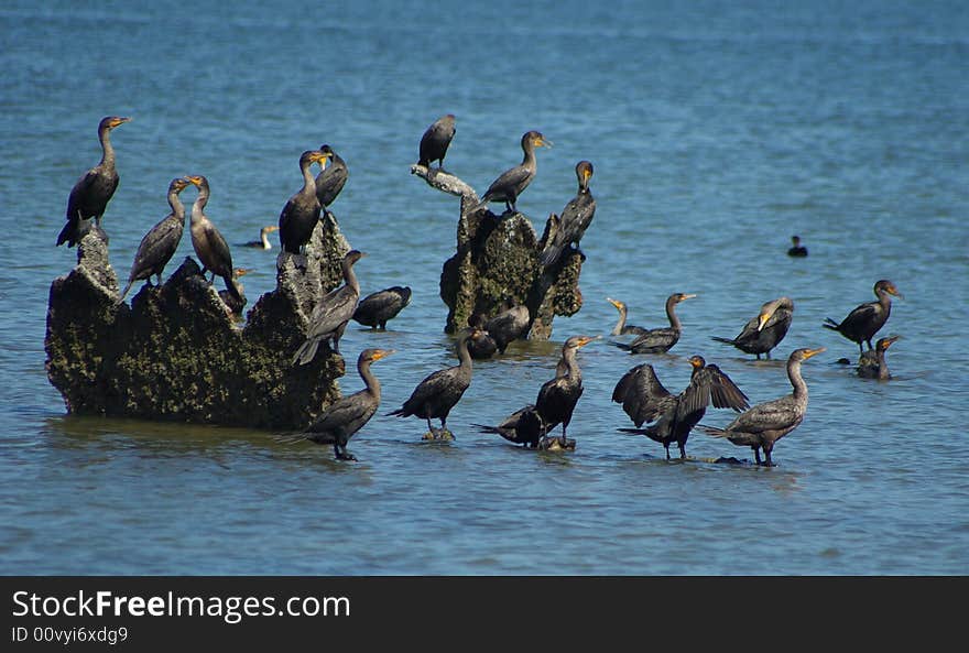 Wild birds in the sun. Wild birds in the sun