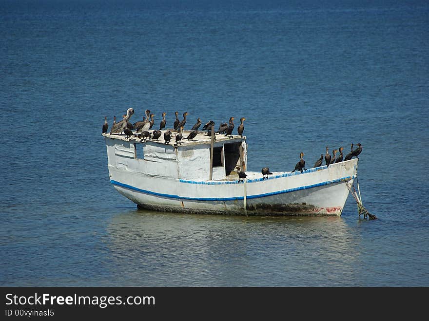 Boat Of Birds