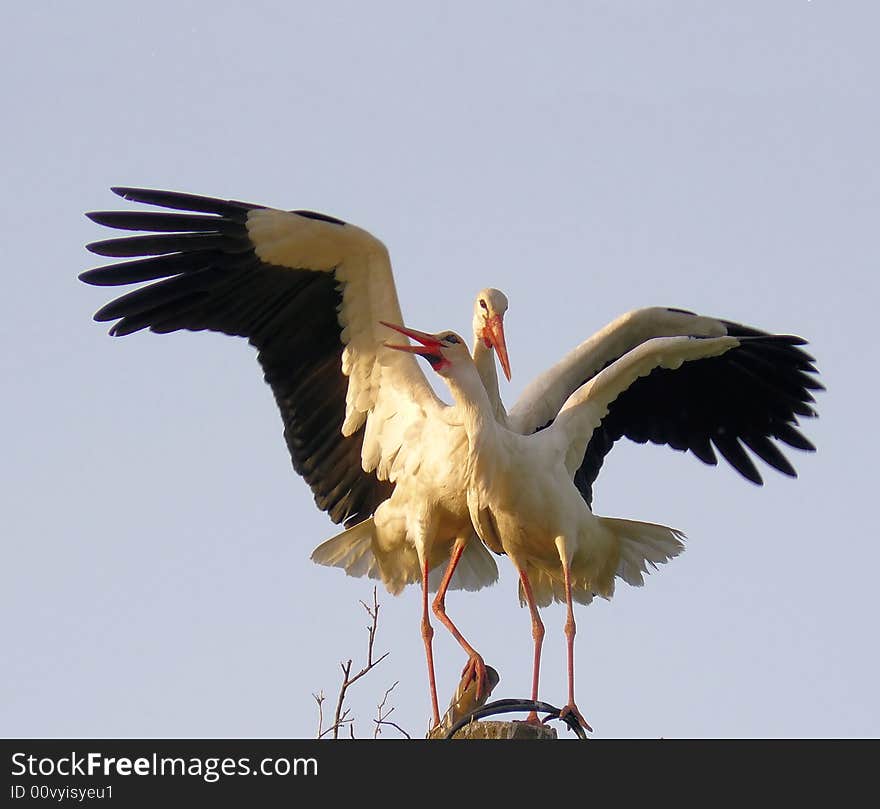 Stork