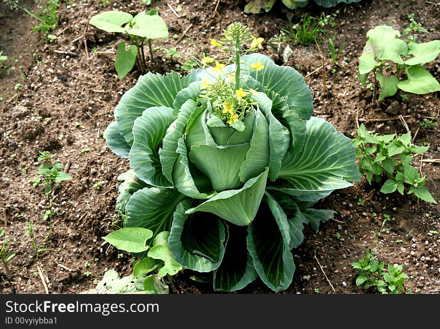 Tobacco plantation - close up of tabacco plant. Tobacco plantation - close up of tabacco plant.