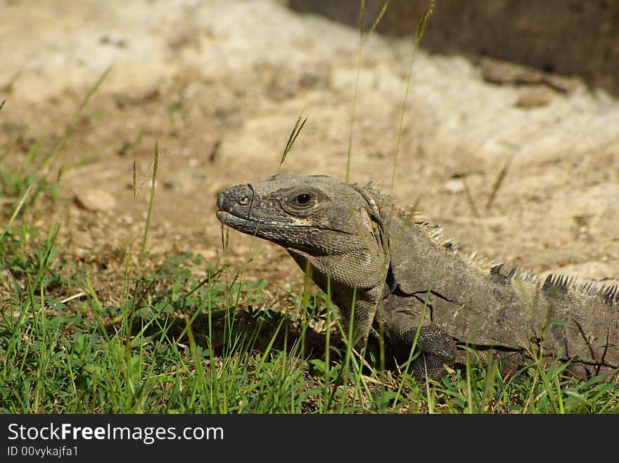 The lizard quiet look at the garden