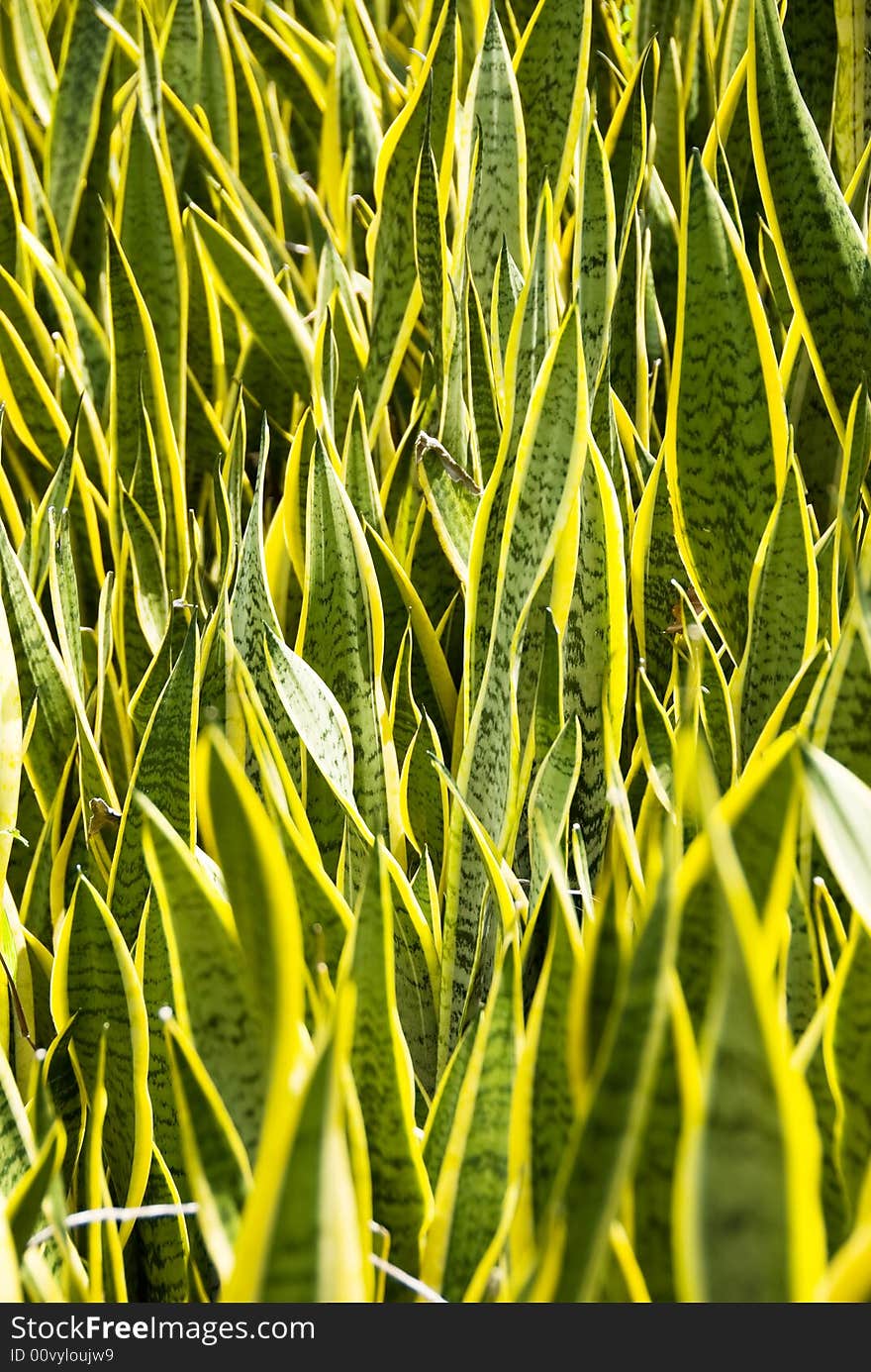 Garden leaves, full frame for background