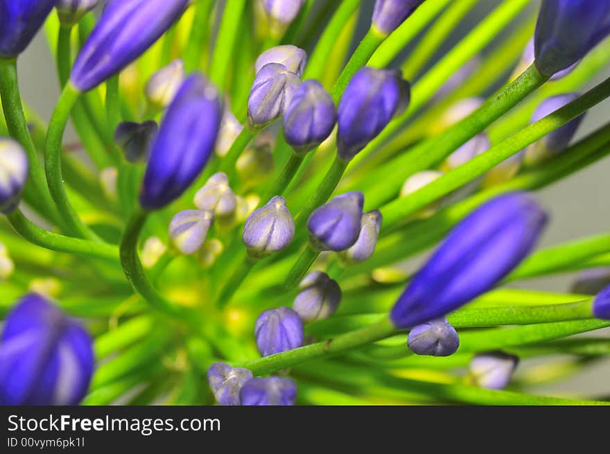 Macro photography of the agapanthus flower which originates from south africa. Macro photography of the agapanthus flower which originates from south africa