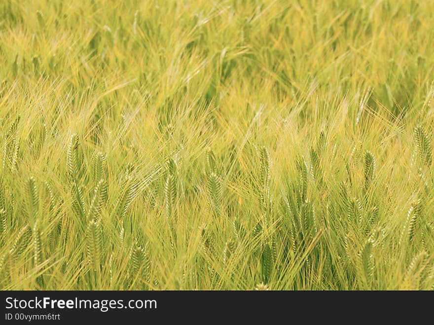 Wheat field