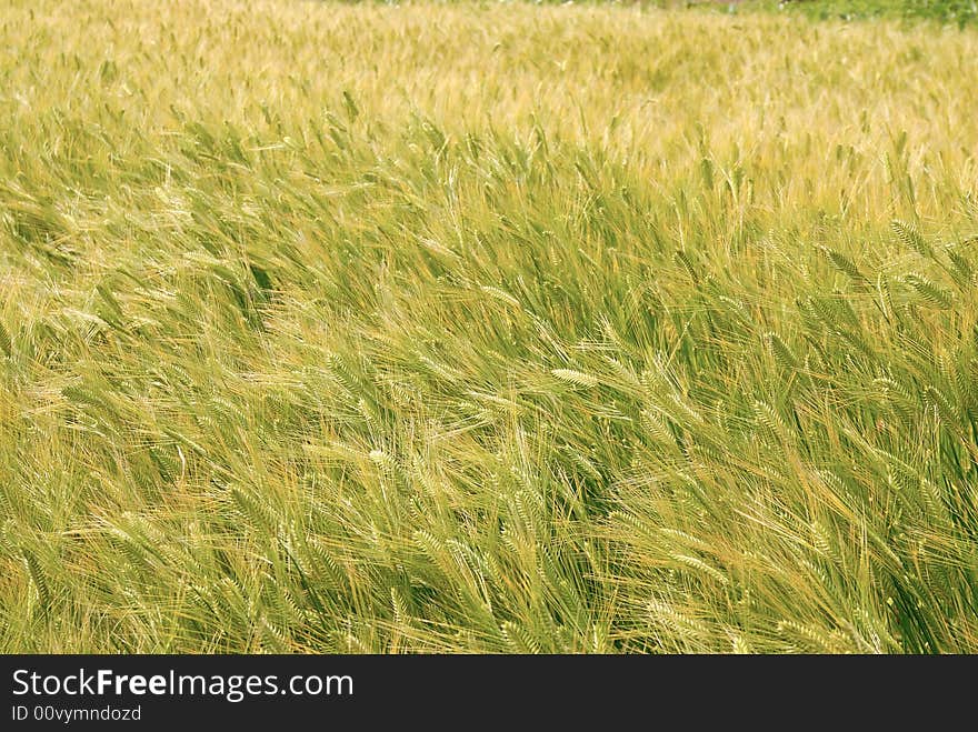 Wheat field