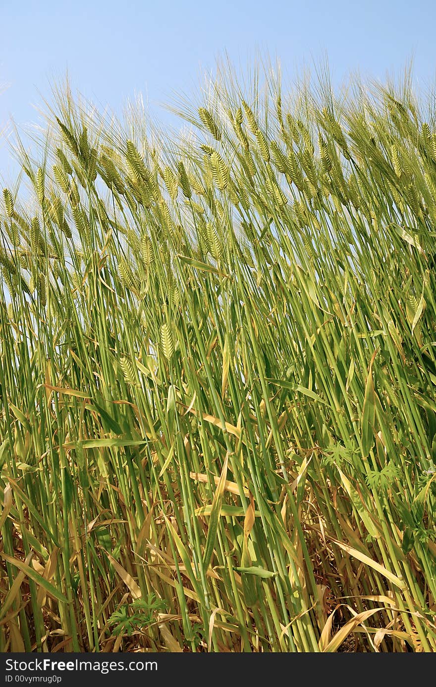 Wheat Field