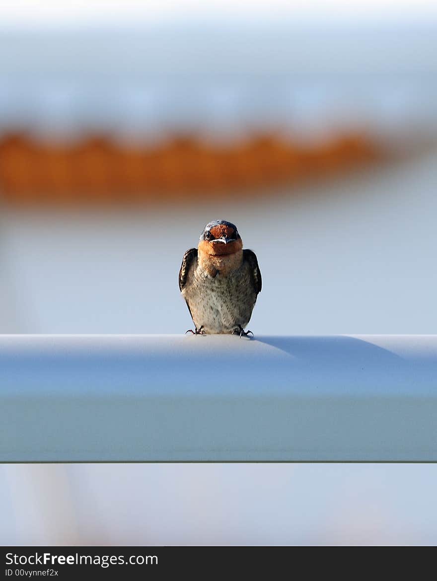 Bird perched on railing