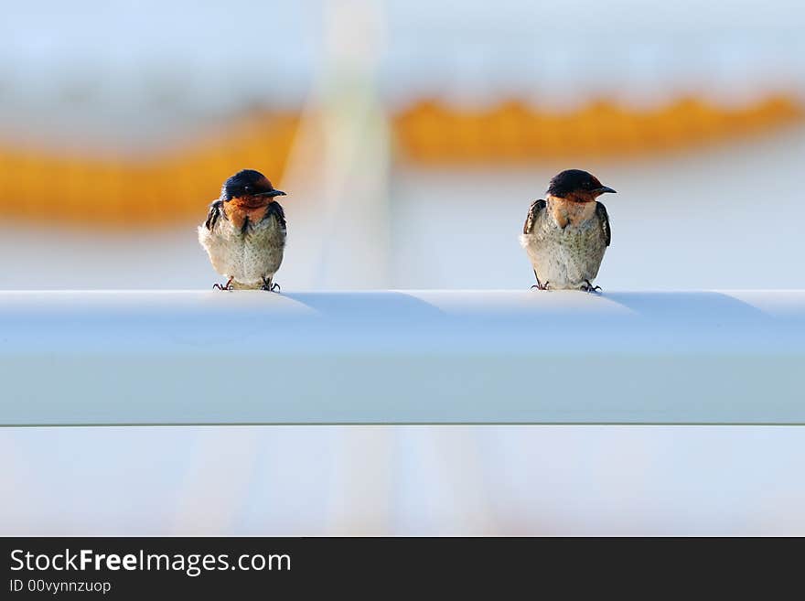 Pair of birds looking the same way