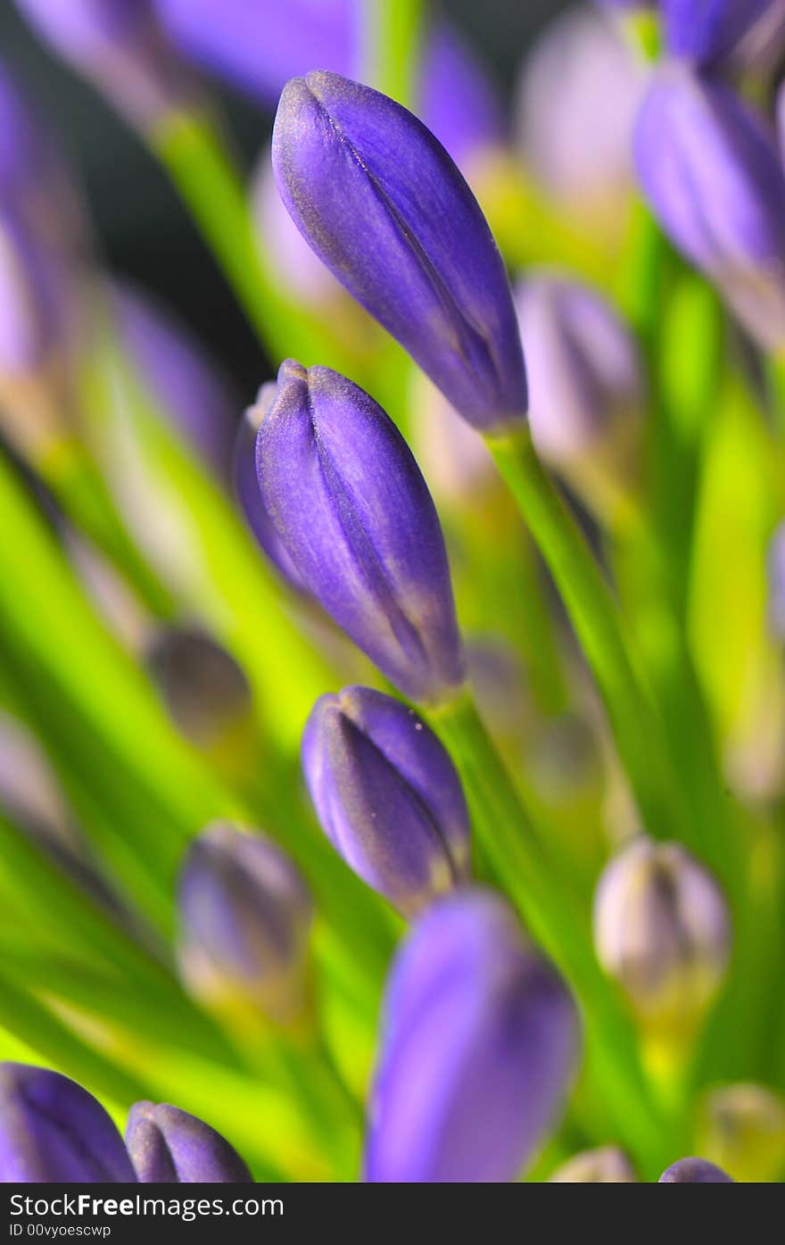 Macro photography of the agapanthus flower which originates from south africa. Macro photography of the agapanthus flower which originates from south africa