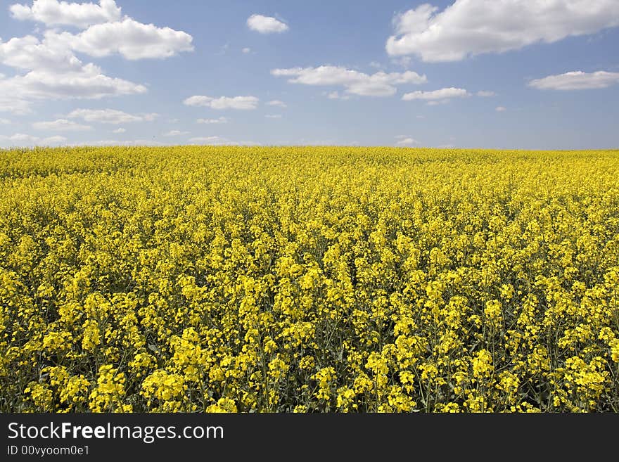 Beautiful rape field and clear blue sky