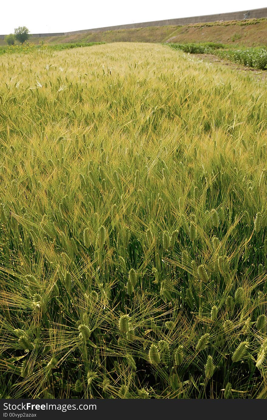 Wheat Field